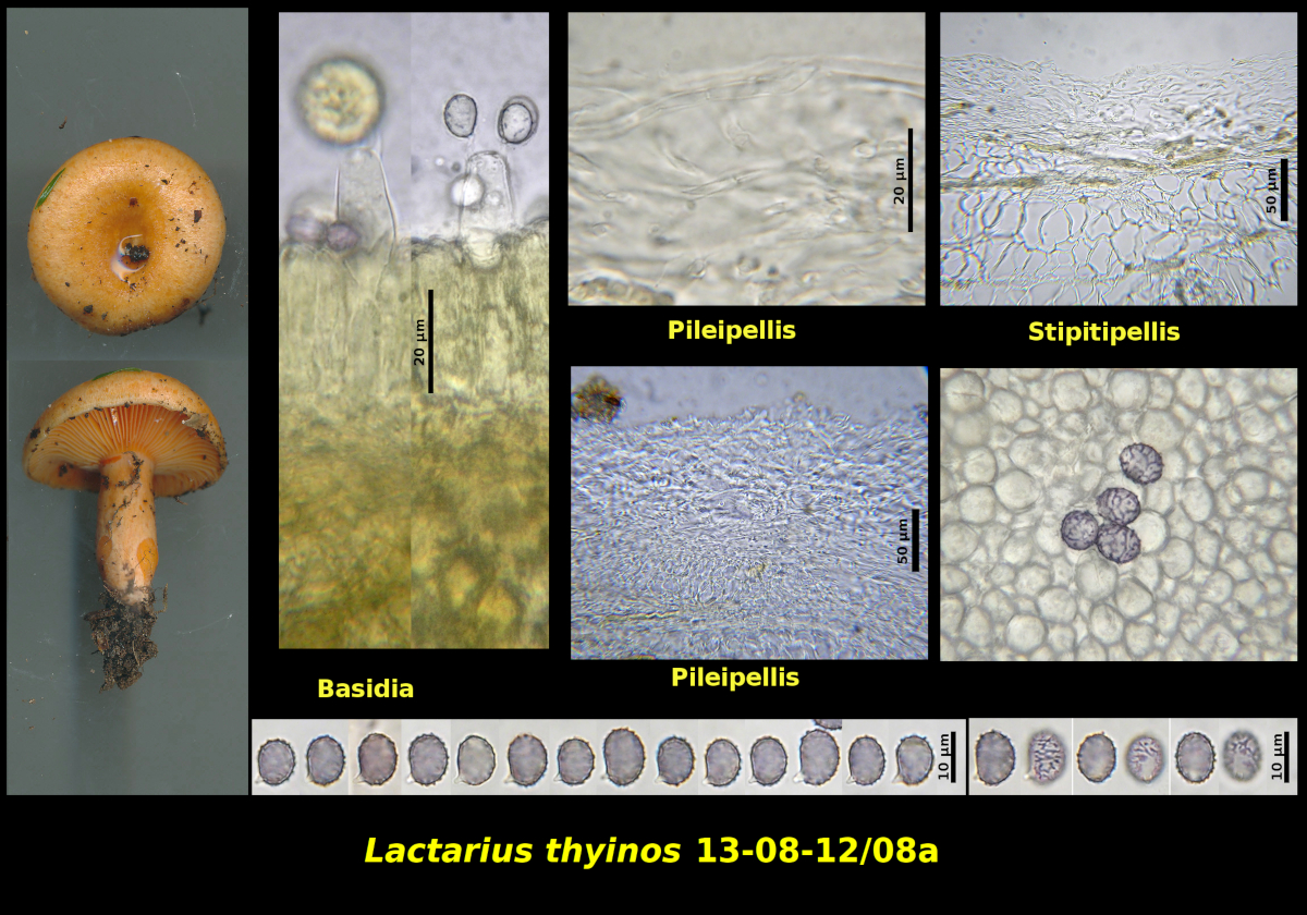 Picture of Lactarius thyinos13-08-12]08a